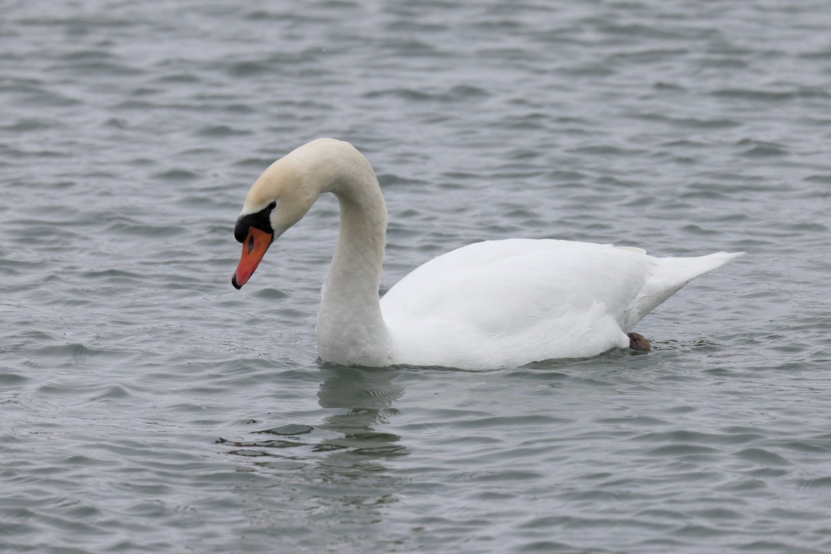 Mute Swan - ML444302161