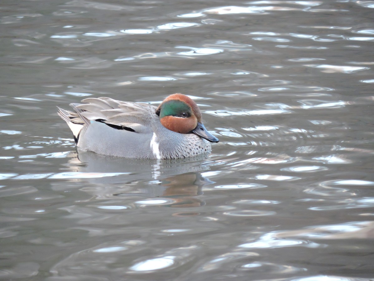 Green-winged Teal - ML44430361