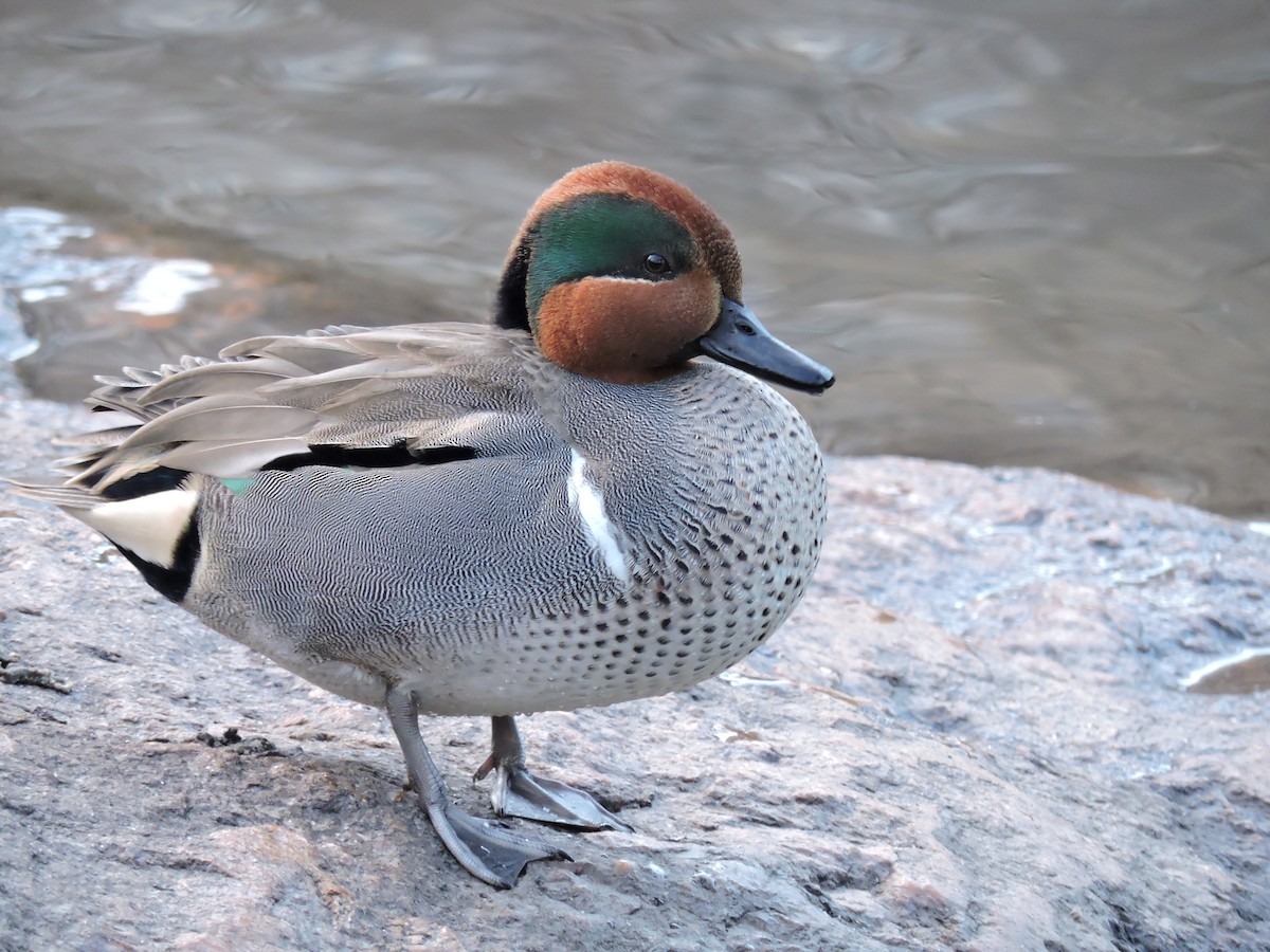 Green-winged Teal - ML44430381