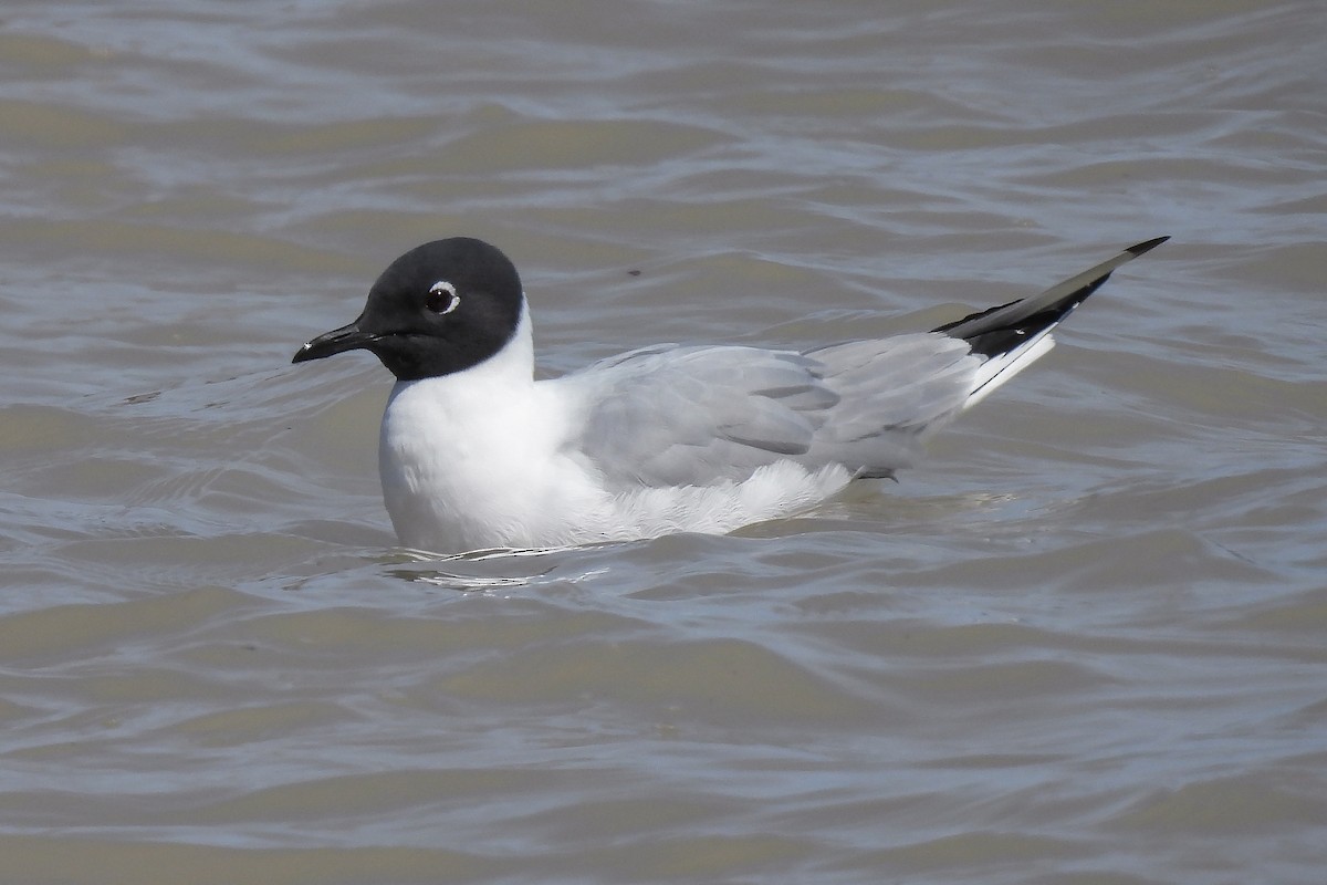 Bonaparte's Gull - ML444304861