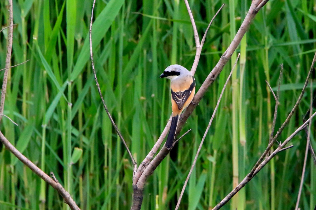 Long-tailed Shrike - Mahdi Naghibi