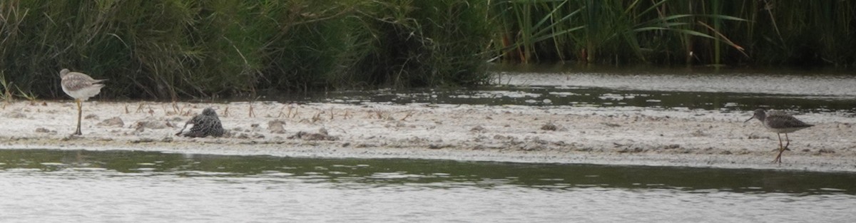 Greater Yellowlegs - ML444306461