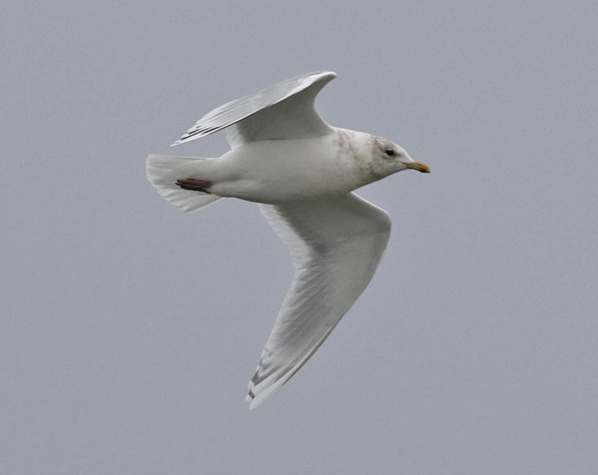 Iceland Gull (kumlieni/glaucoides) - Mark Dennis