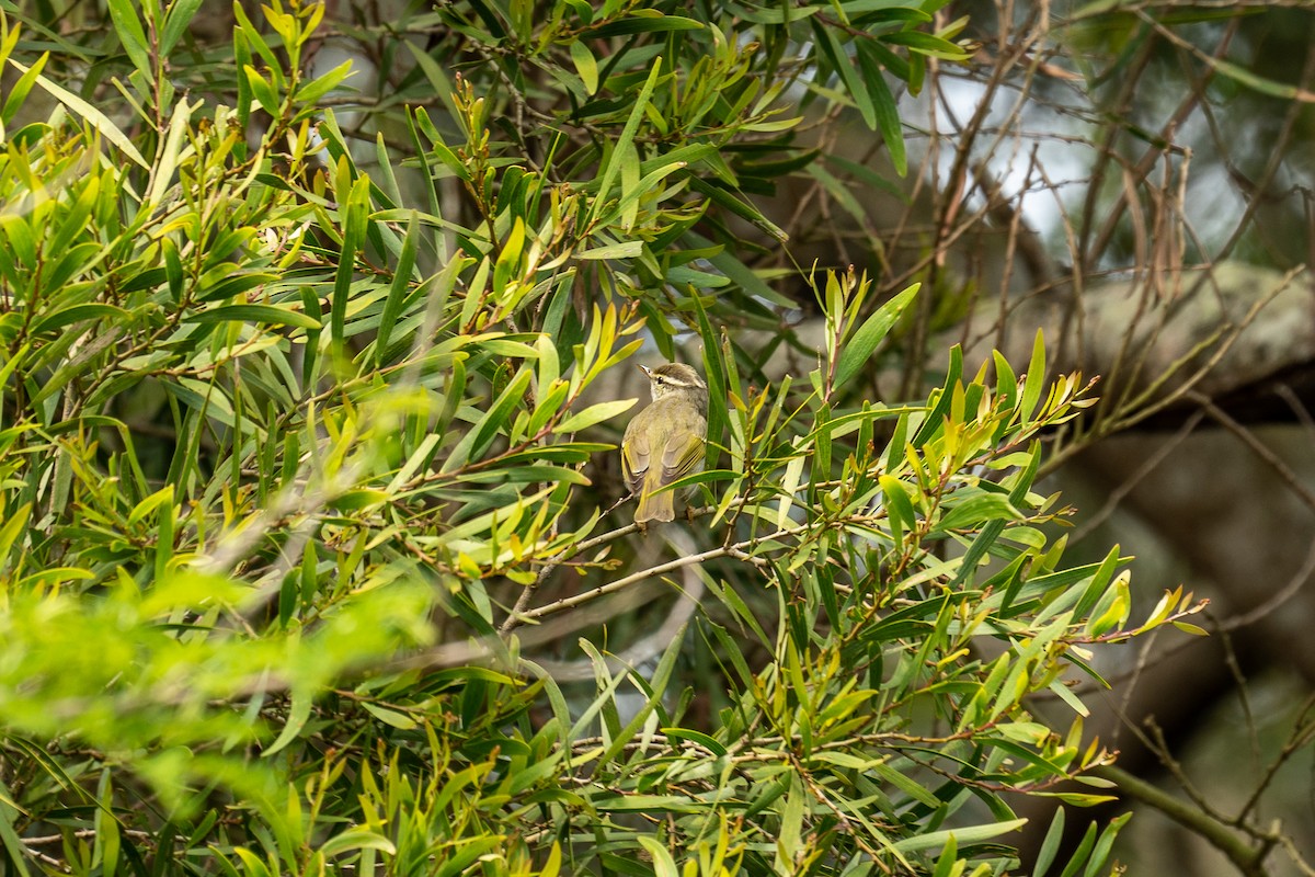 Eastern Crowned Warbler - ML444306891