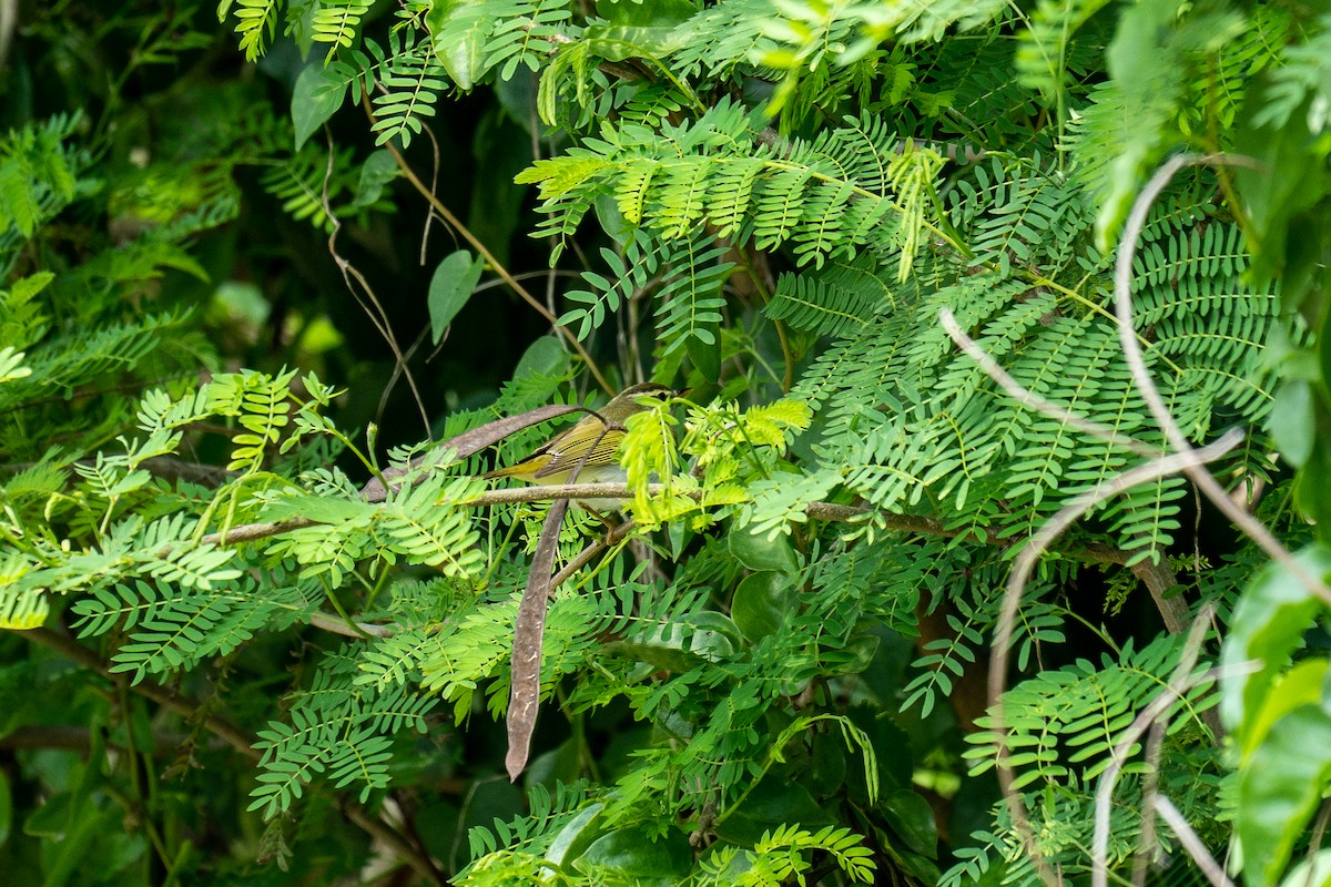 Eastern Crowned Warbler - 智偉(Chih-Wei) 張(Chang)