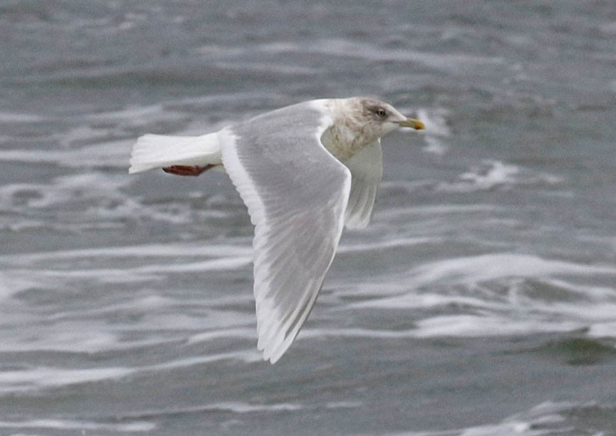 Iceland Gull (kumlieni/glaucoides) - Mark Dennis