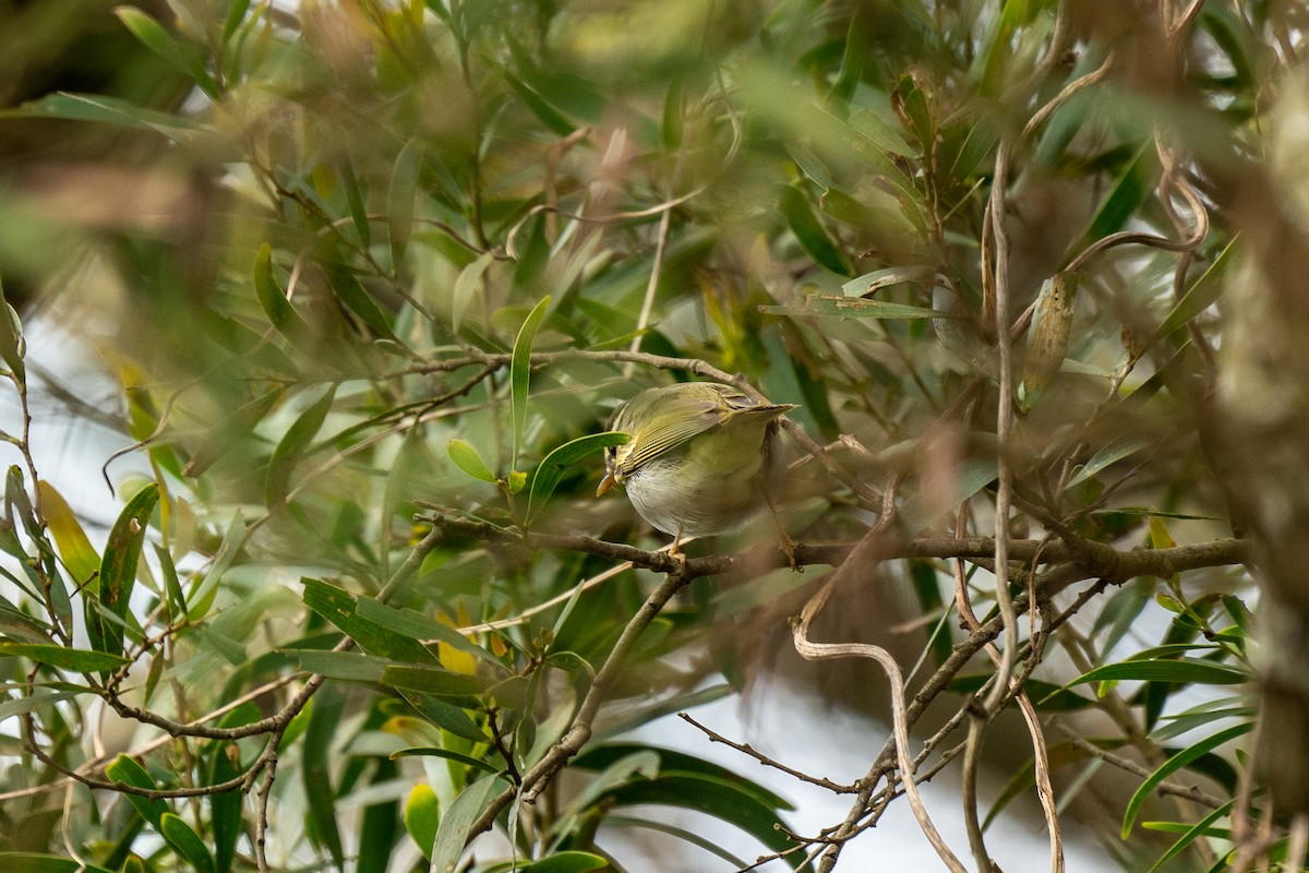 Eastern Crowned Warbler - 智偉(Chih-Wei) 張(Chang)