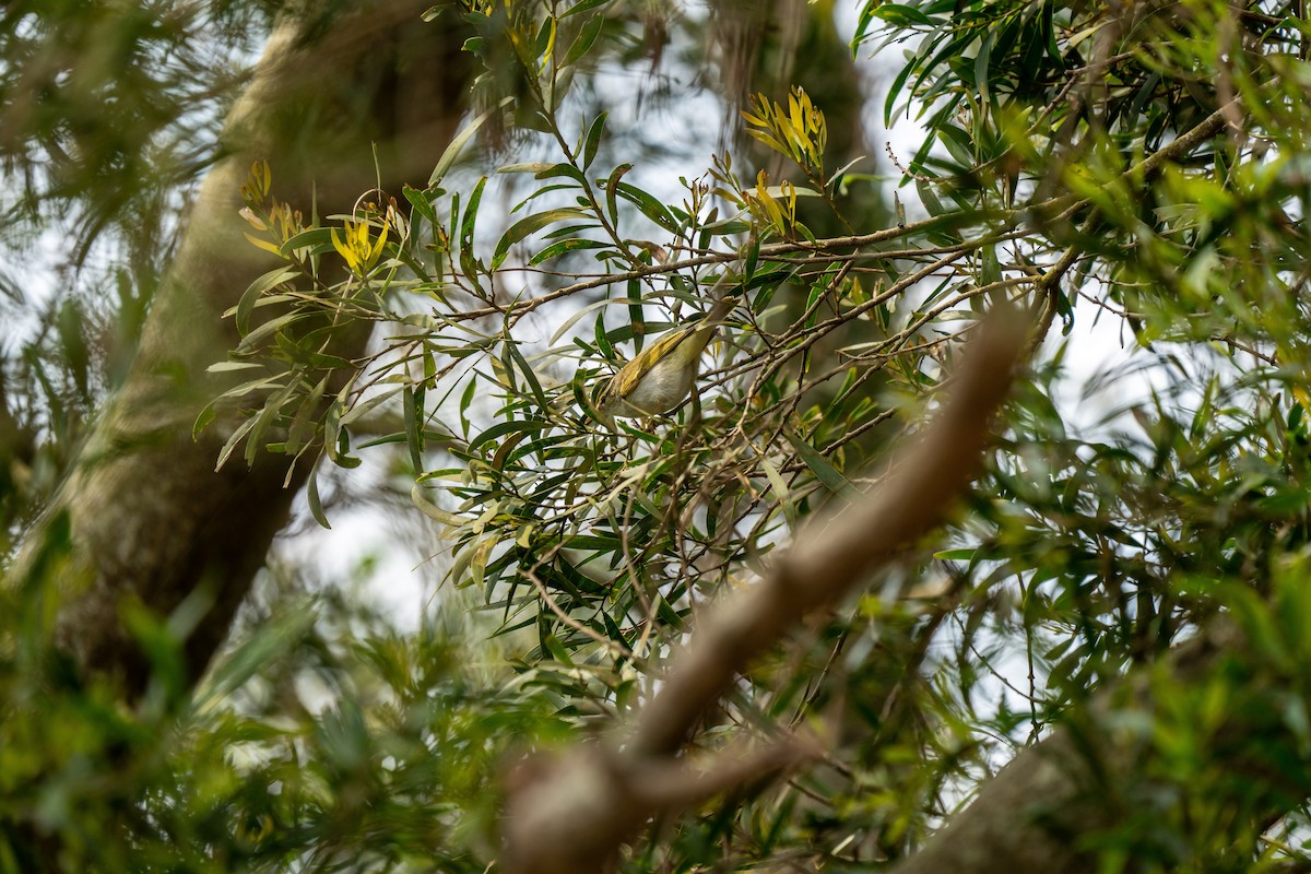 Eastern Crowned Warbler - ML444306941