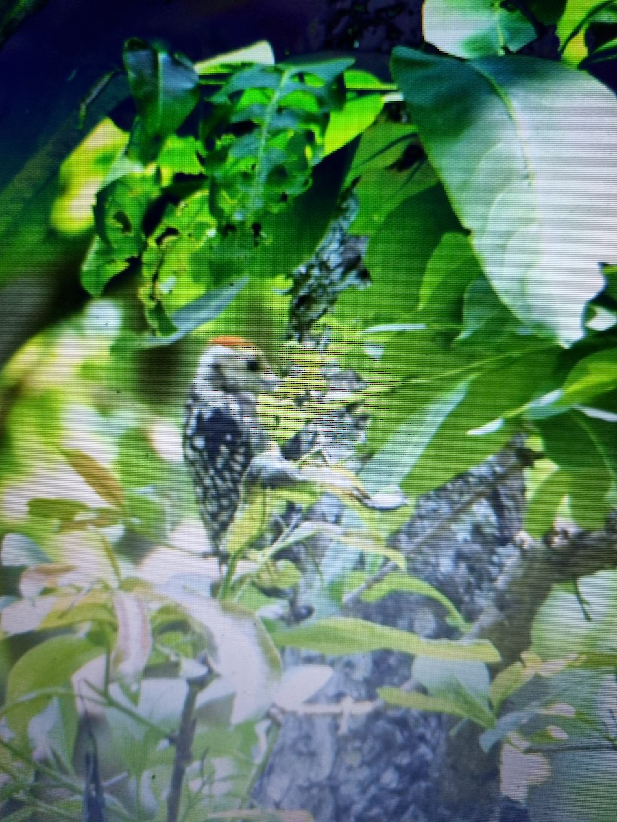 Yellow-crowned Woodpecker - ML444307041