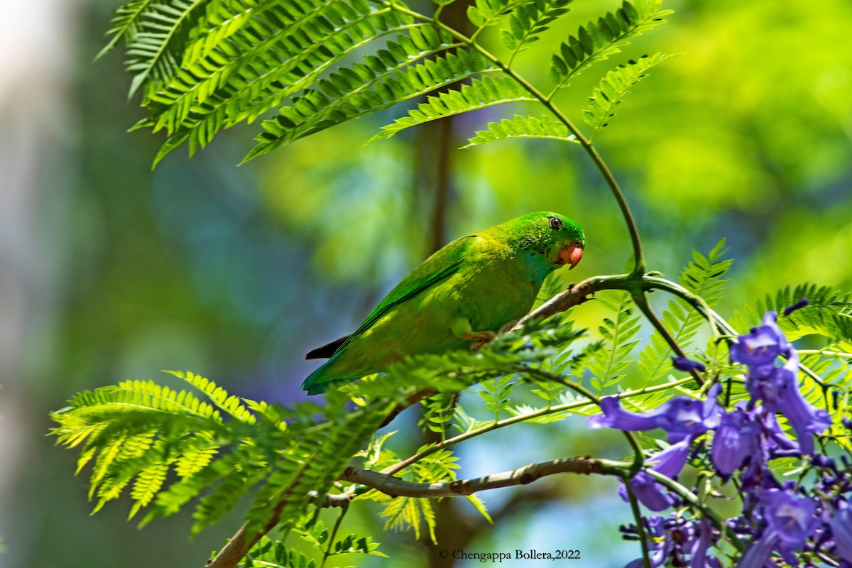 Vernal Hanging-Parrot - ML444307061