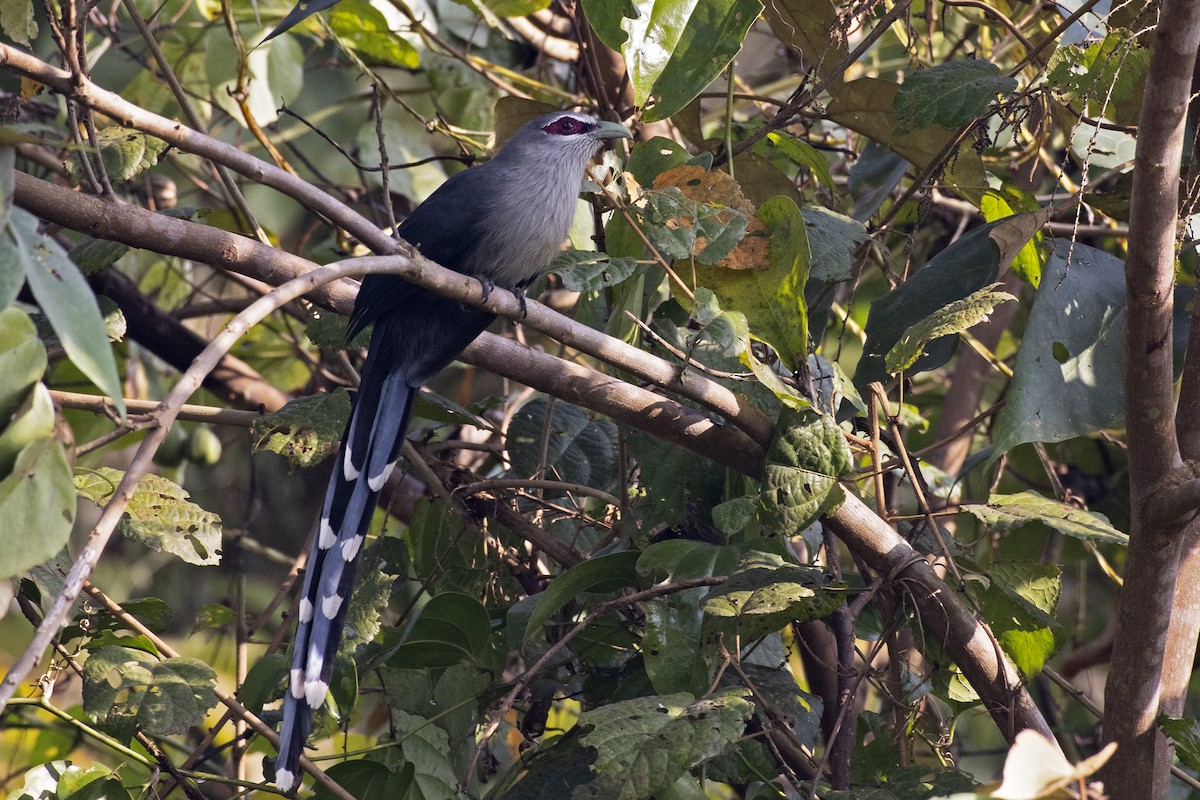 Green-billed Malkoha - Arpit Bansal