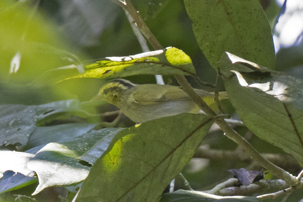 Yellow-vented Warbler - ML444307311