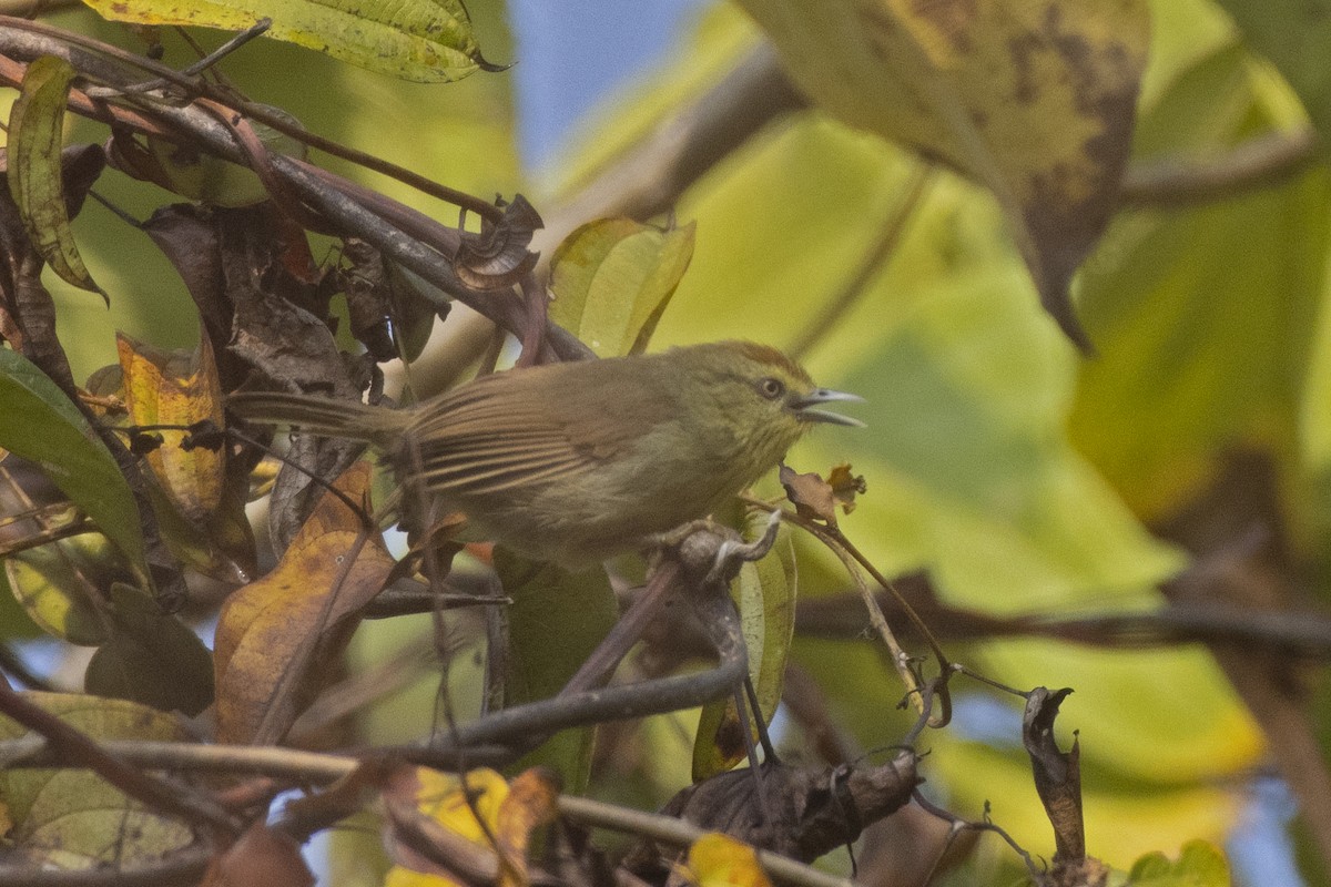 Pin-striped Tit-Babbler - ML444307391