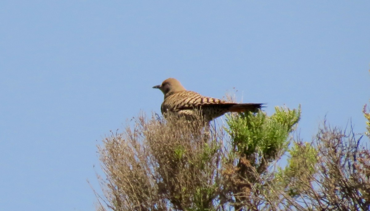 Northern Flicker - ML444308101