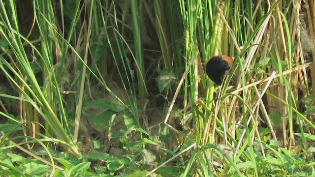 Greater Coucal - ML444309161