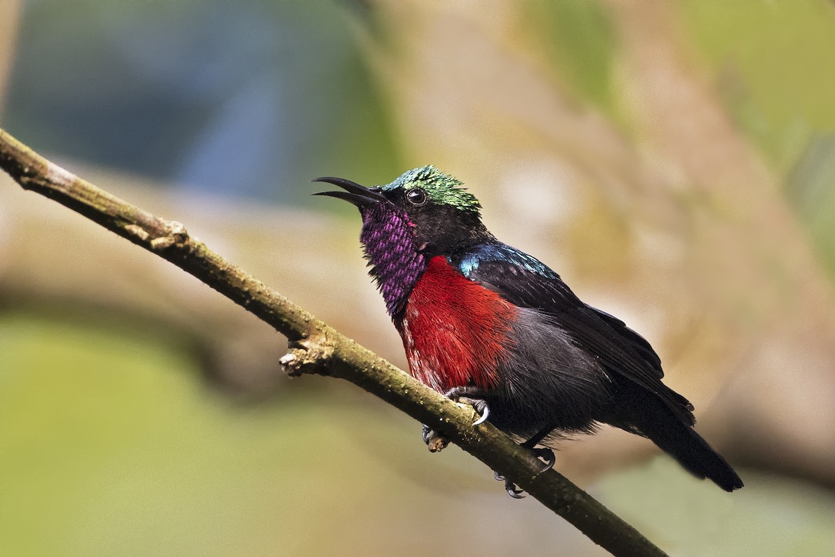 Van Hasselt's Sunbird - Arpit Bansal