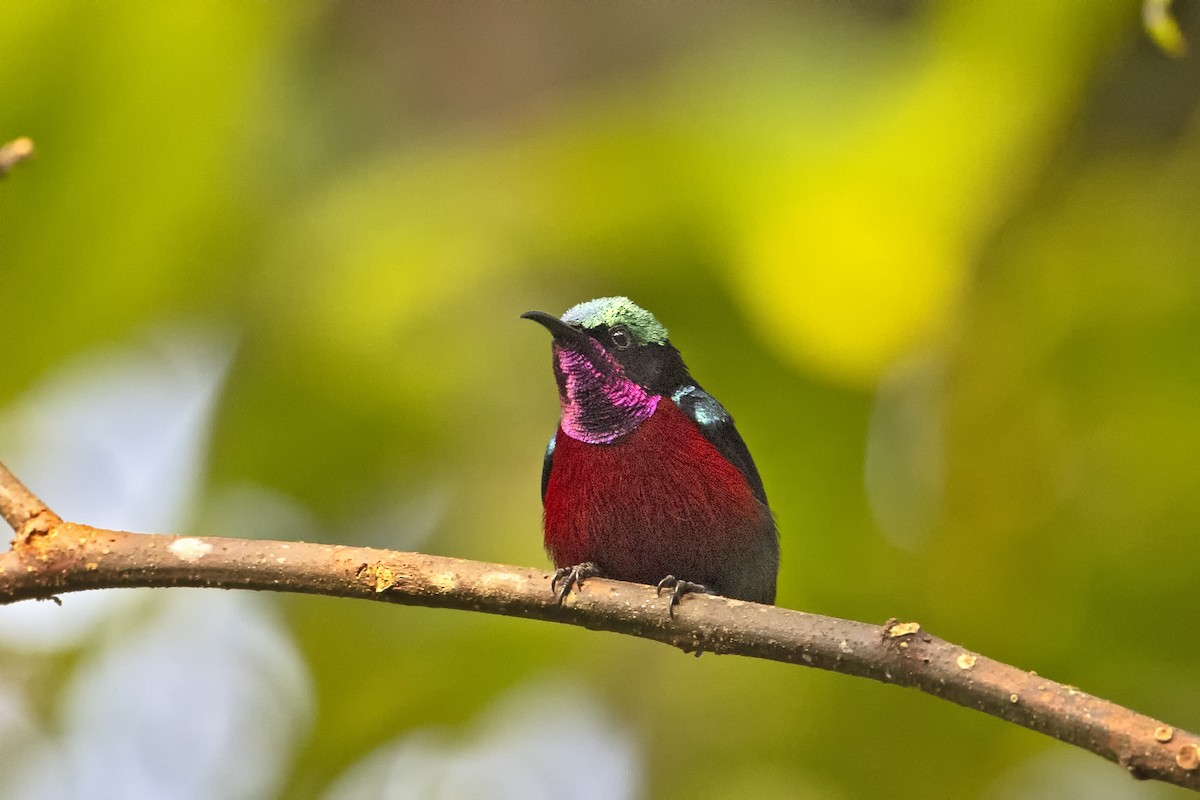 Van Hasselt's Sunbird - Arpit Bansal