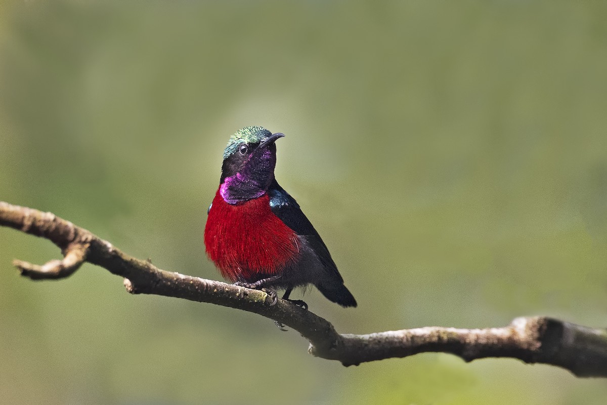 Van Hasselt's Sunbird - Arpit Bansal