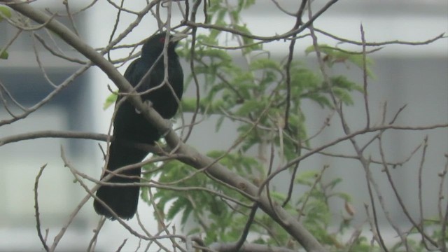 Asian Koel - ML444310771