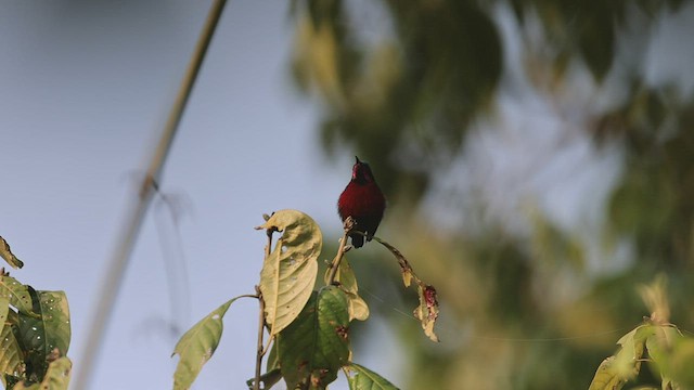 Van Hasselt's Sunbird - ML444310971