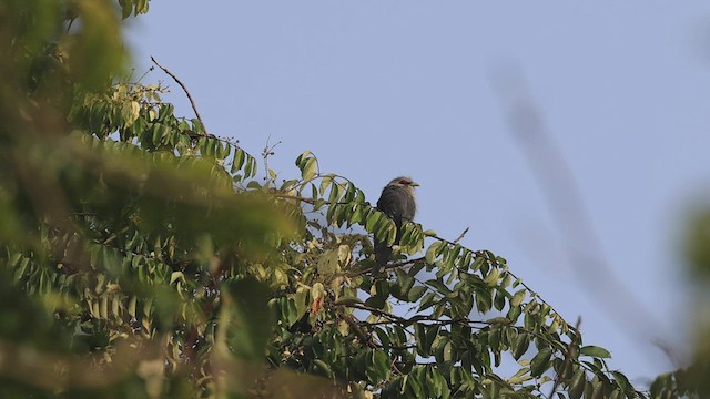 Green-billed Malkoha - ML444310981