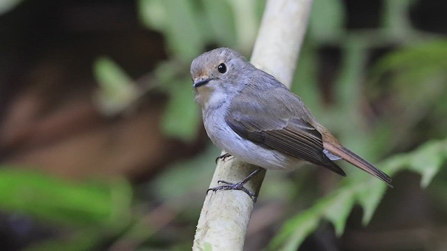 Little Pied Flycatcher - ML444312401