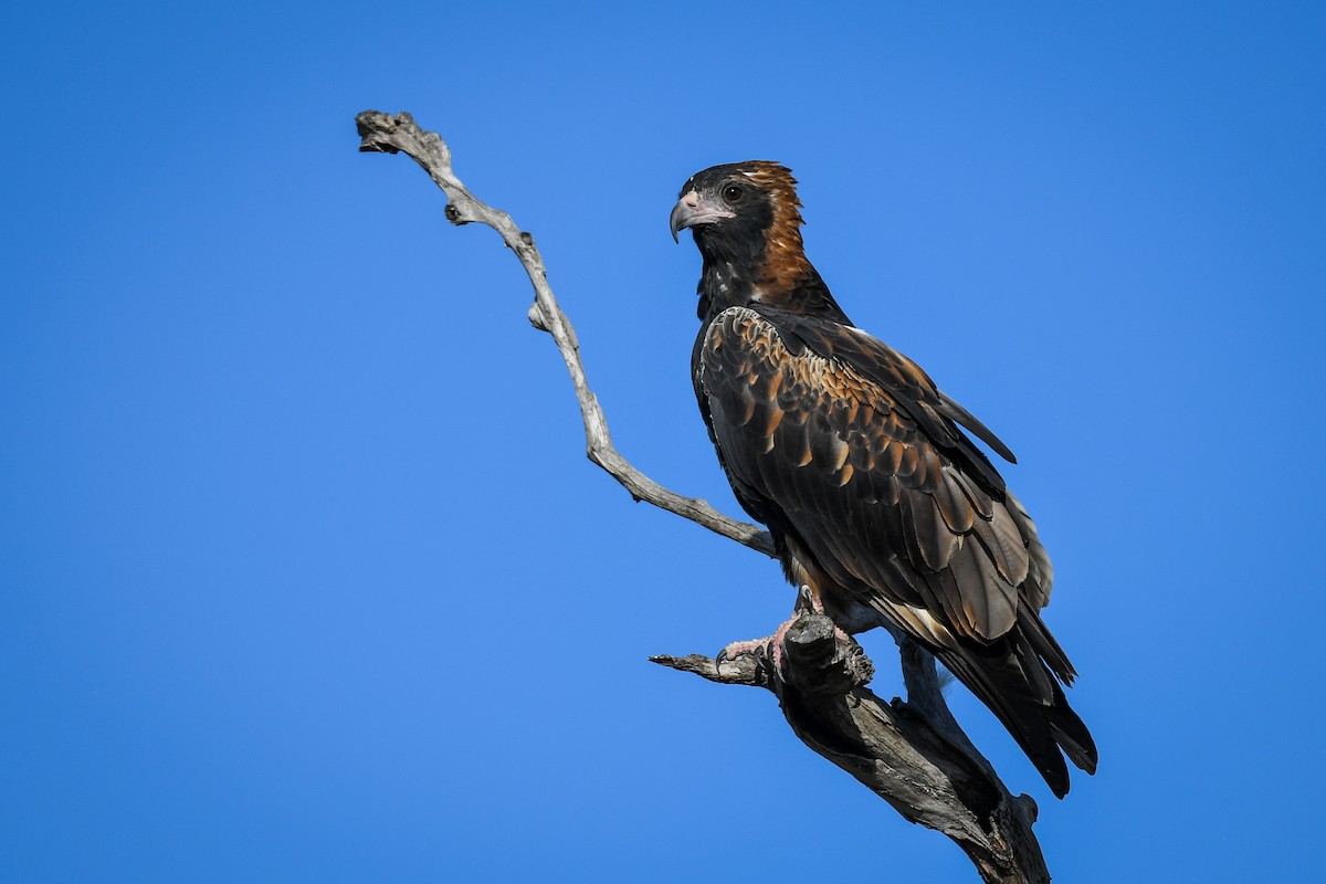 Black-breasted Kite - ML444312581