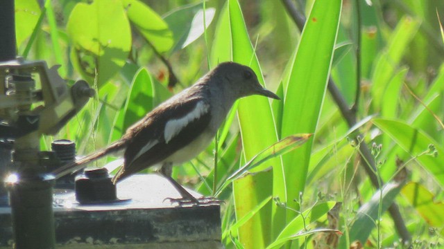 Oriental Magpie-Robin - ML444312871