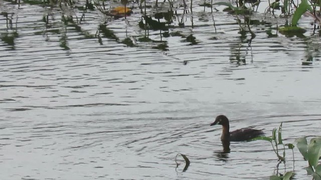 Little Grebe - ML444312881