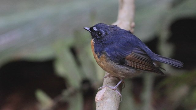 Snowy-browed Flycatcher - ML444312901