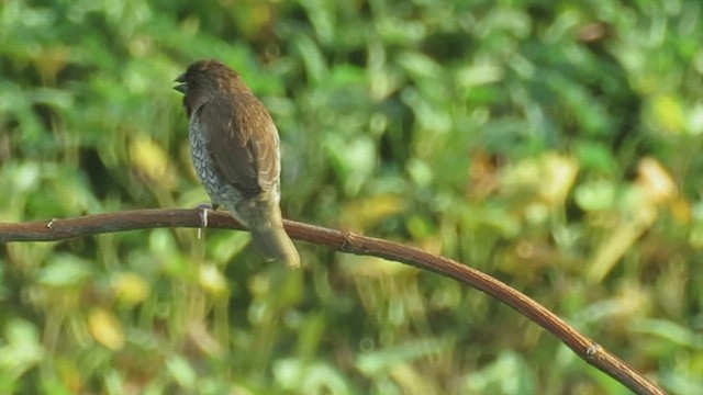 Scaly-breasted Munia - ML444312911