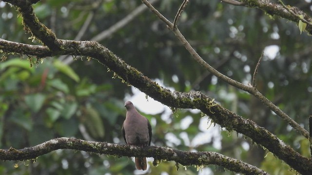 Short-billed Pigeon - ML444313071