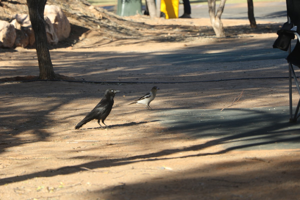Pied Butcherbird - ML444313401