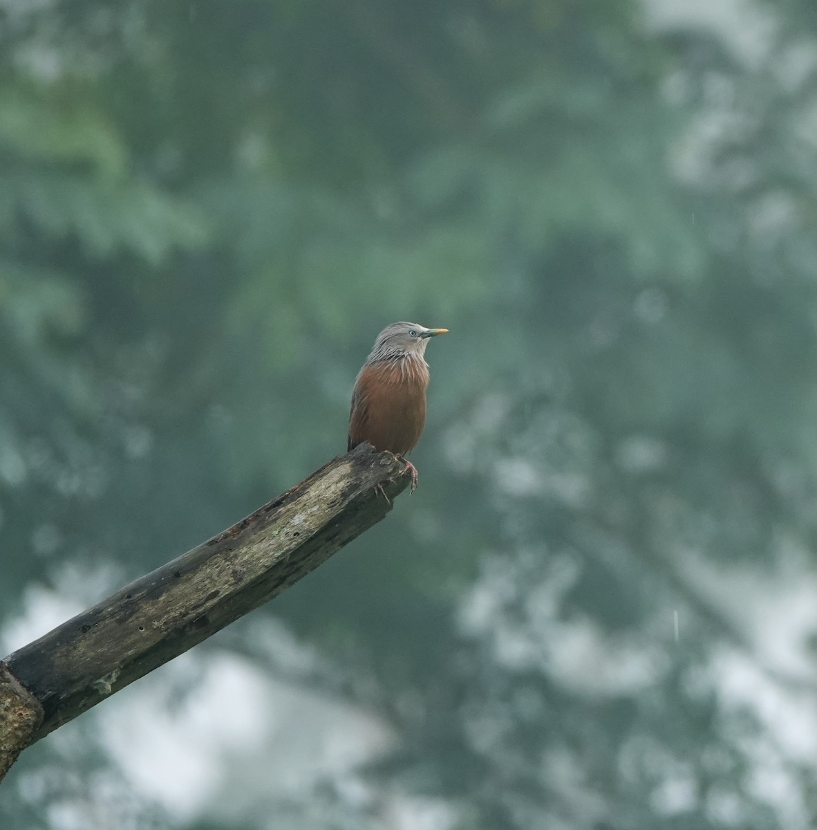 Chestnut-tailed Starling - Rejoice Gassah