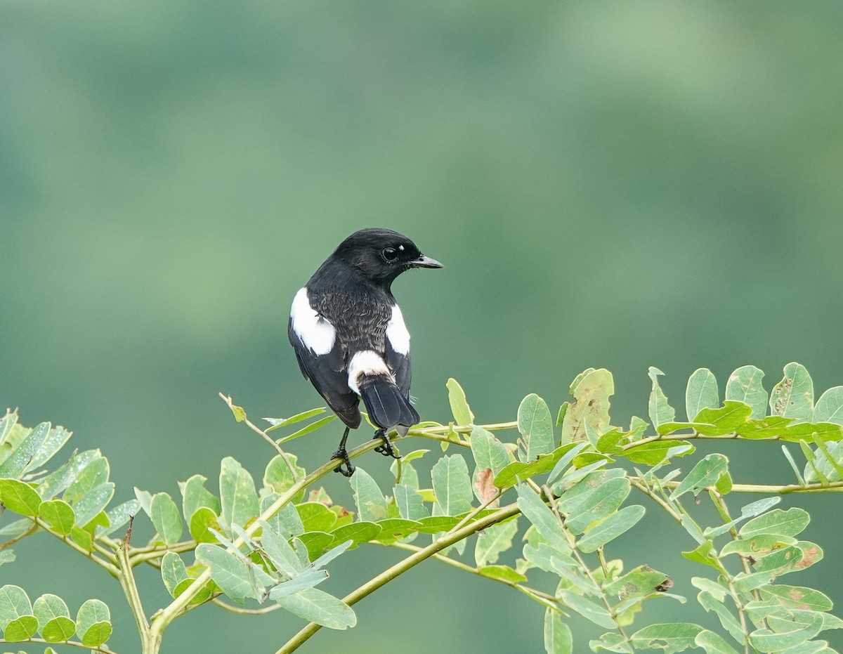 Pied Bushchat - Rejoice Gassah