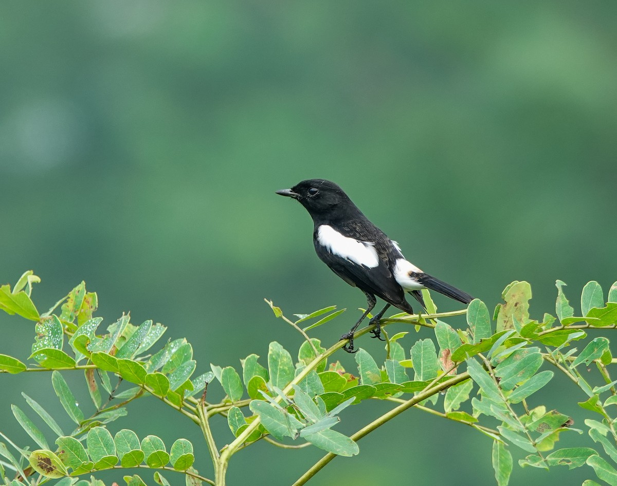 Pied Bushchat - ML444313501