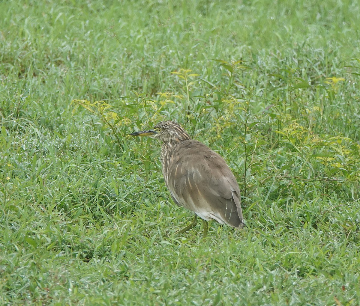 Indian Pond-Heron - ML444313531