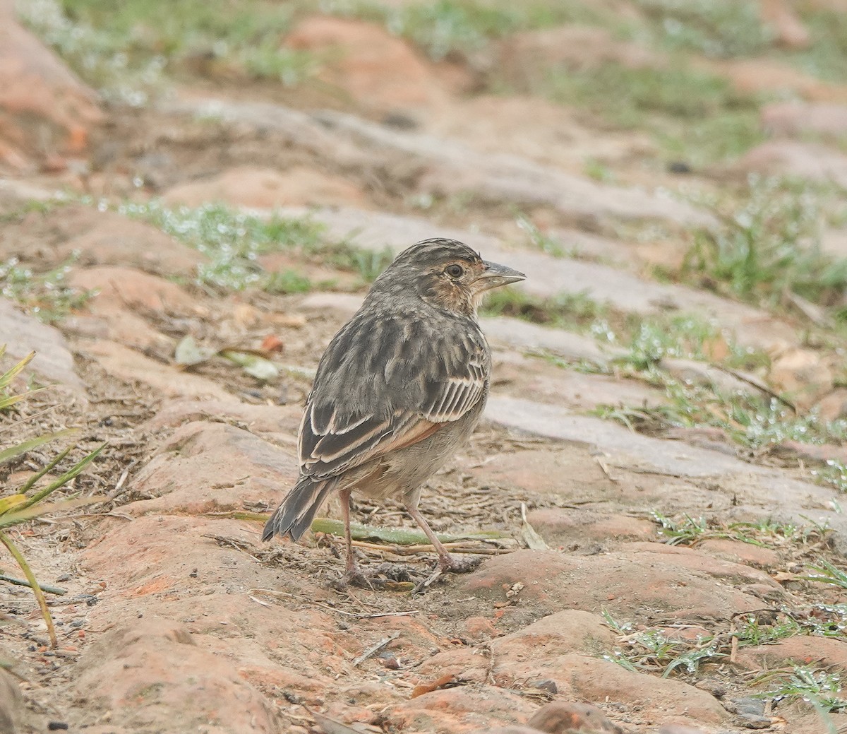 Bengal Bushlark - Rejoice Gassah