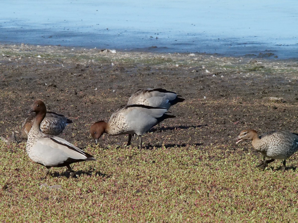 Maned Duck - ML444314441