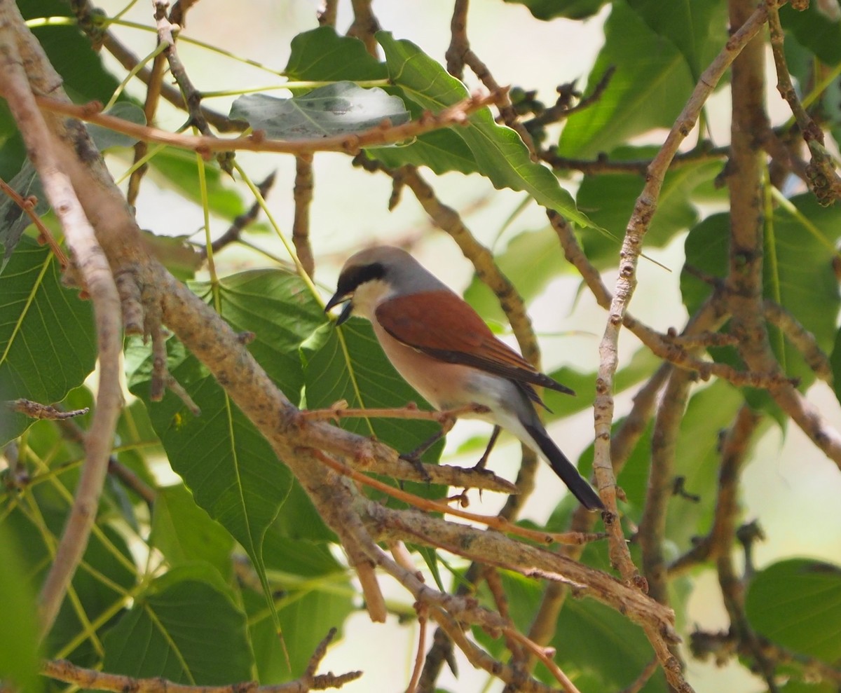 Red-backed Shrike - ML444315101