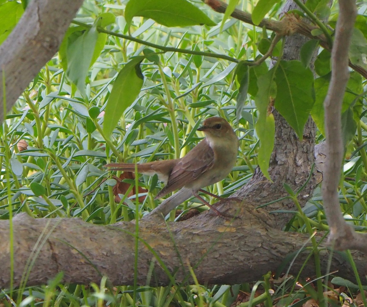 Common Nightingale - ML444315251