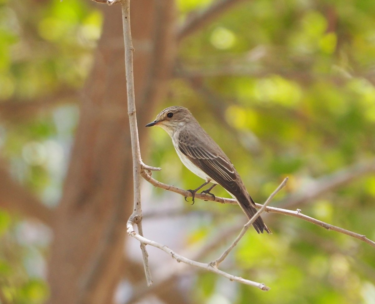 Spotted Flycatcher - ML444315381