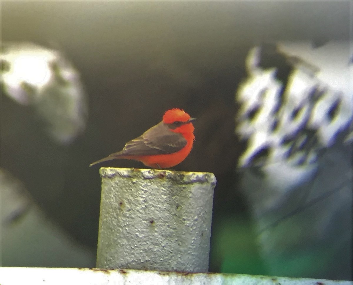 Vermilion Flycatcher - Pete Blank