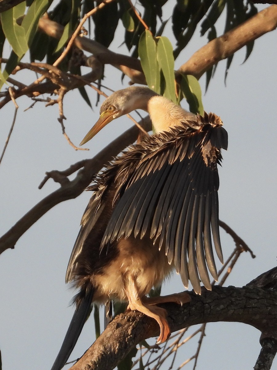 Austral-Schlangenhalsvogel - ML444316391