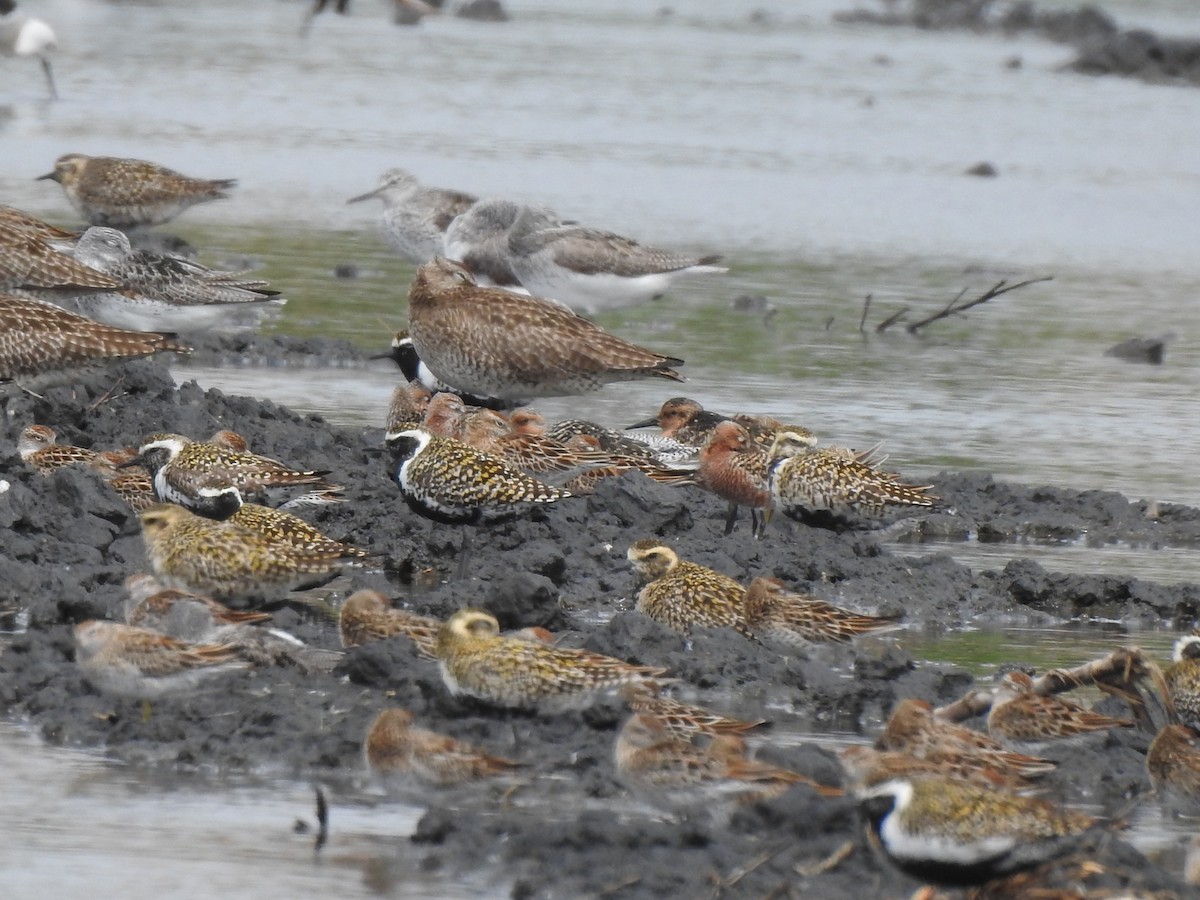 Red Knot - ML444316751