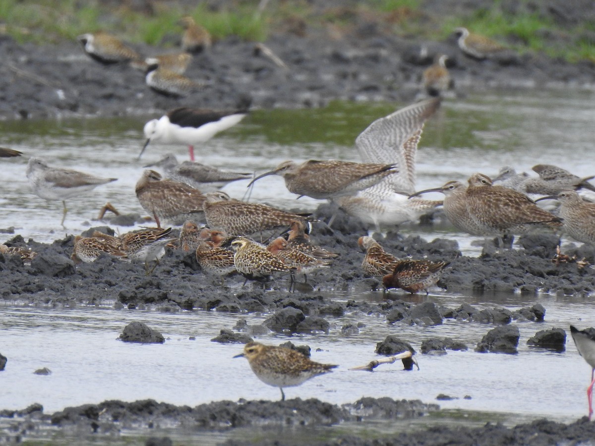 Red Knot - ML444316791