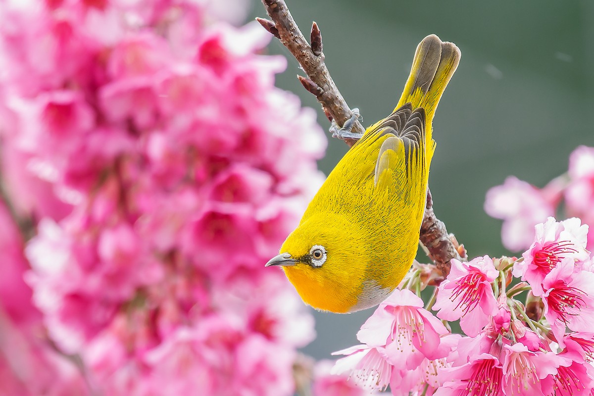 Indian White-eye - Natthaphat Chotjuckdikul