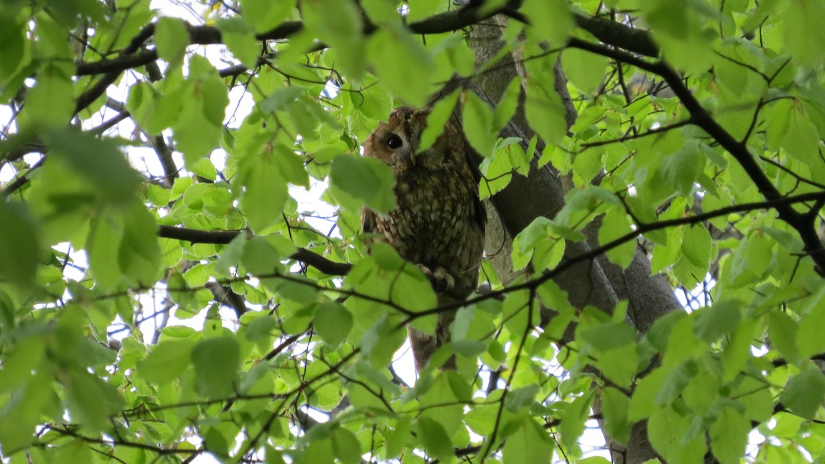 Tawny Owl - ML444317621