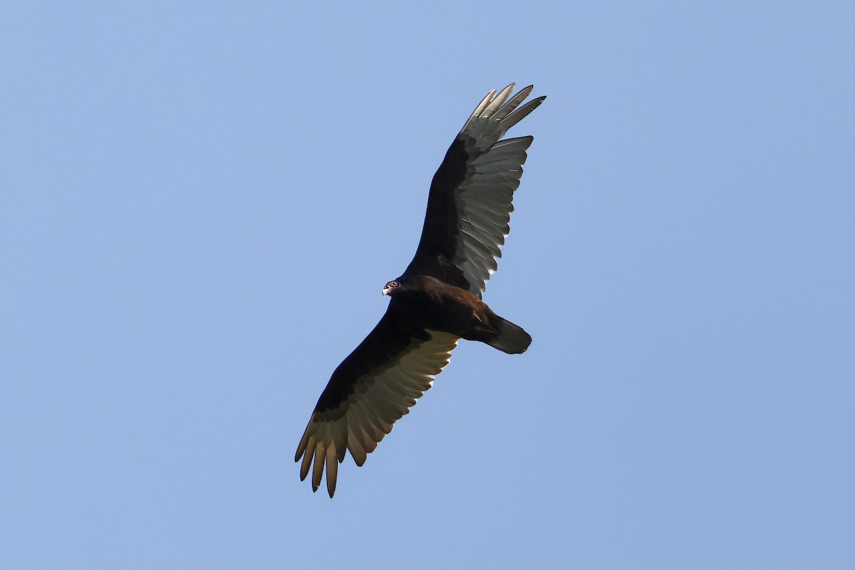 Turkey Vulture - ML444318301