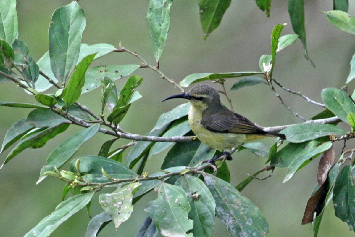 Superb Sunbird - Charley Hesse TROPICAL BIRDING